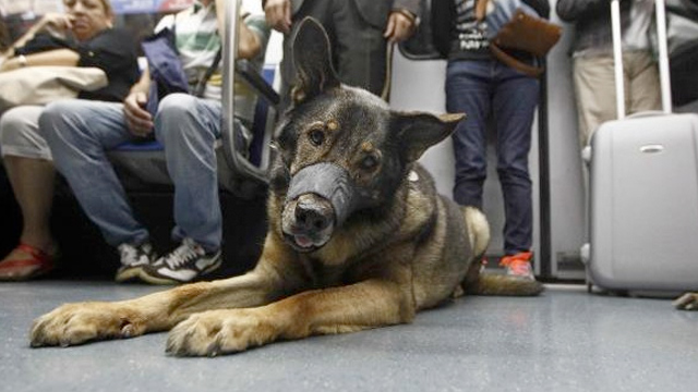 fotos-de-perros-en-el-metro-de-barcelona