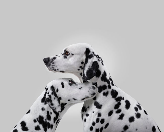 1-LaRochePosay_Dalmatiens_dalmatas-dogs-perros-cancer