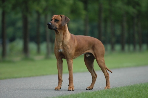 Great Dane Ridgeback