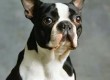 boston-terrier