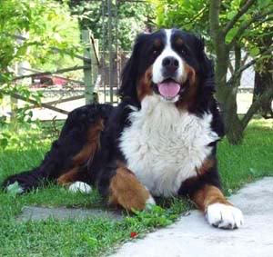 Boyero De Verna