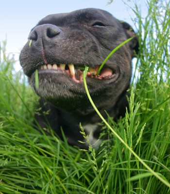 dog-eating-grass
