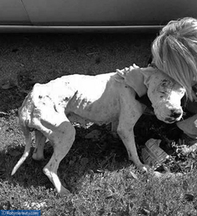 dogo-argentino-maltratado-se-recupera