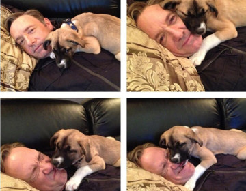 perros-kevin-spacey