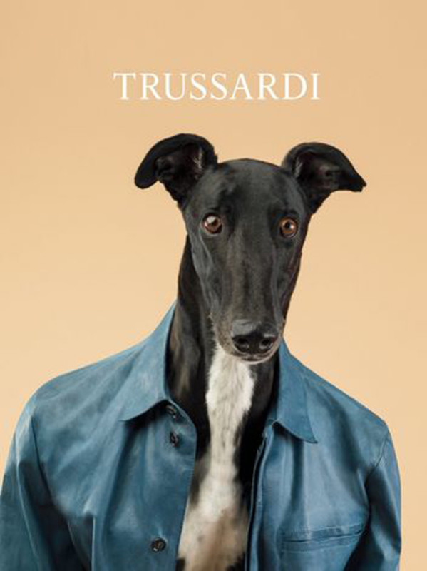 trussardi-dog-4-w352