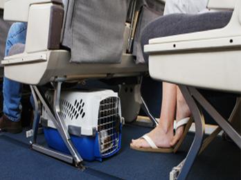 Perros y gatos podrán viajar en cabina en Aerolineas Argentinas - OhMyDog! Magazine